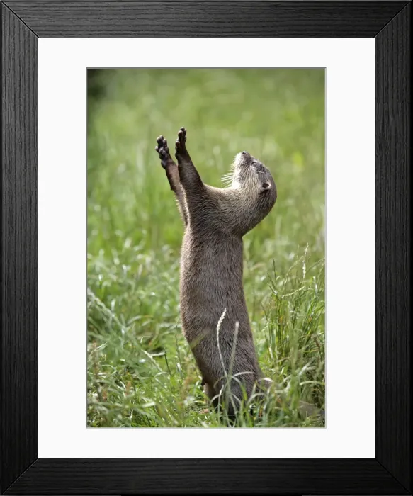 Framed Print : England, Cornwall, Tamar Otter & Wildlife Centre. Asian short-clawed otter begging for food Framed Print : England, Cornwall, Tamar Otter & Wildlife Centre. Asian short-clawed otter begging for food