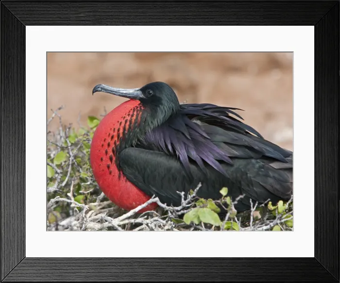 Framed Print : Galapagos Islands, A frigatebird on North Seymour island inflates his red pouch to attract a mate Framed Print : Galapagos Islands, A frigatebird on North Seymour island inflates his red pouch to attract a mate