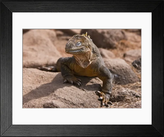 Framed Print : Galapagos Islands, A land iguana on North Seymour island Framed Print : Galapagos Islands, A land iguana on North Seymour island
