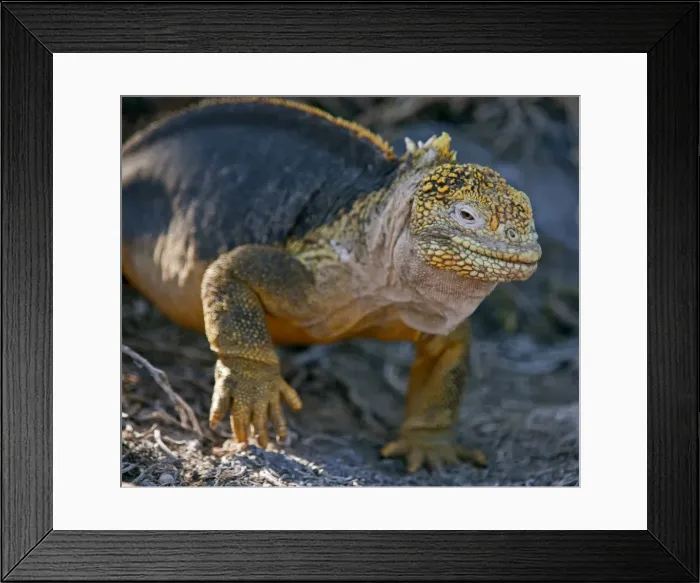 Framed Print : Galapagos Islands, A land iguana on South Plaza island Framed Print : Galapagos Islands, A land iguana on South Plaza island