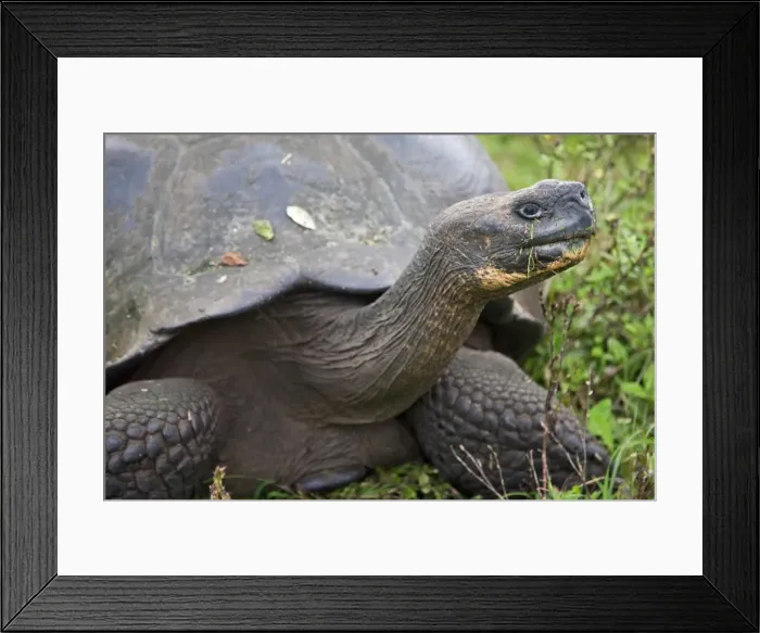 Framed Print : Galapagos Islands, A giant tortoise after which the Galapagos islands were named