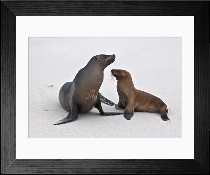 Framed Print : Galapagos Islands, Galapagos sea lions on the sandy beach of Espanola island Framed Print : Galapagos Islands, Galapagos sea lions on the sandy beach of Espanola island