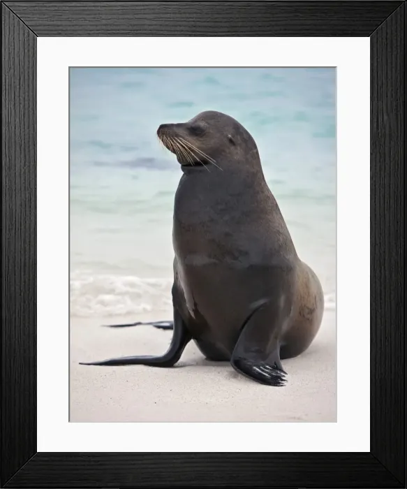 Framed Print : Galapagos Islands, A Galapagos sea lion on the sandy beach of Espanola island Framed Print : Galapagos Islands, A Galapagos sea lion on the sandy beach of Espanola island