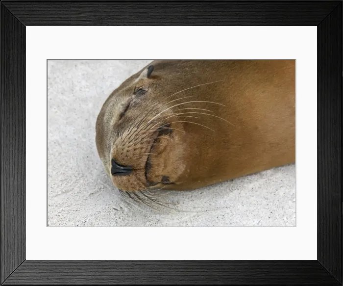 Framed Print : Galapagos Islands, A Galapagos sea lion sleeps on the sandy beach of Espanola island Framed Print : Galapagos Islands, A Galapagos sea lion sleeps on the sandy beach of Espanola island
