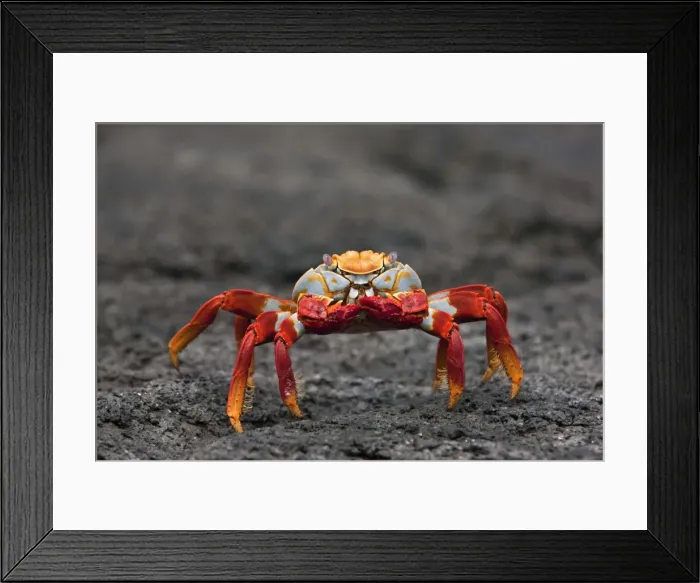 Framed Print : Galapagos Islands, The bright Sally lightfoot crab or red lava crab - on Fernandina Island Framed Print : Galapagos Islands, The bright Sally lightfoot crab or red lava crab - on Fernandina Island