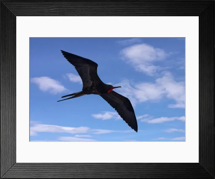 Framed Print : Rights Managed Framed Print : Rights Managed