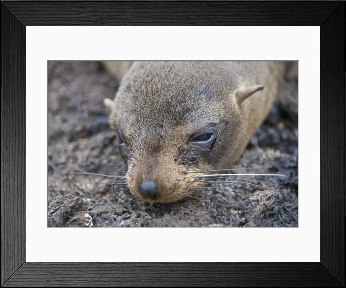 Framed Print : Galapagos Islands, A Galapagos fur seal resting on lava rock on Santiago Island Framed Print : Galapagos Islands, A Galapagos fur seal resting on lava rock on Santiago Island