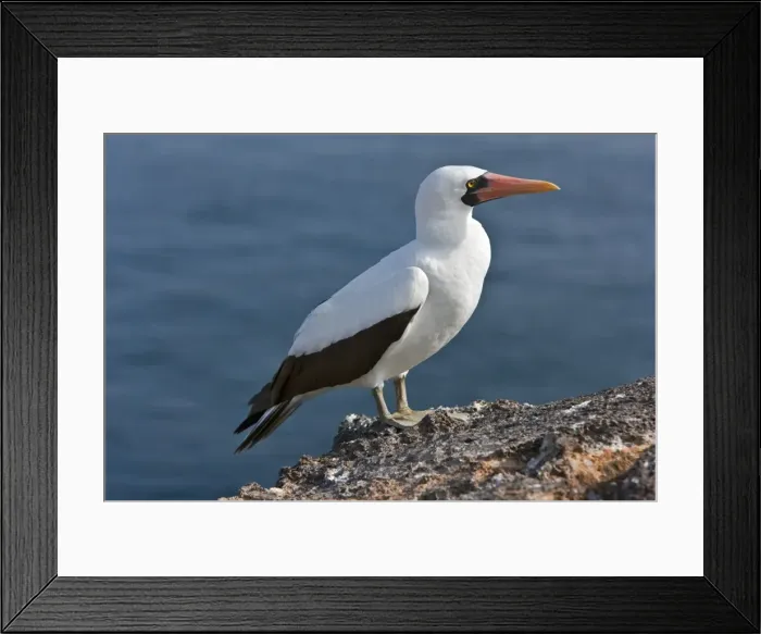 Framed Print : Galapagos Islands, A Nazca booby on the lava cliffs of Genovese Island Framed Print : Galapagos Islands, A Nazca booby on the lava cliffs of Genovese Island