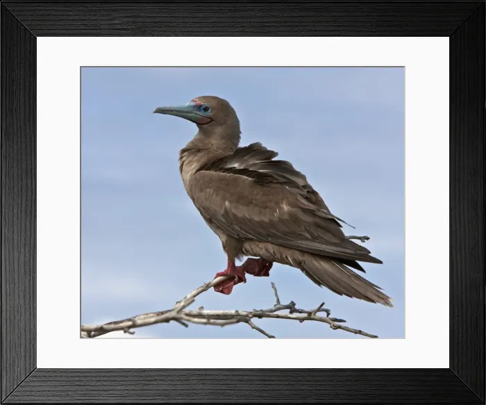 Framed Print : Galapagos Islands, A red-footed booby on Genovese Island which harbours the largest colony of these boobies in Framed Print : Galapagos Islands, A red-footed booby on Genovese Island which harbours the largest colony of these boobies in