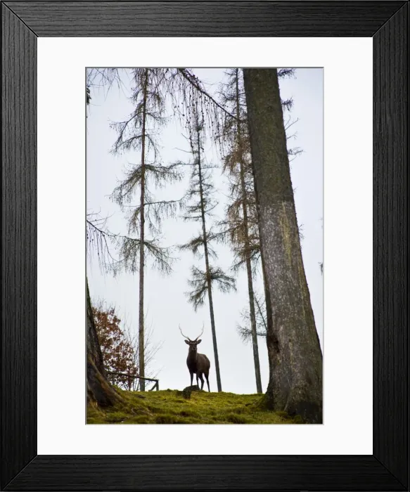 Framed Print : Red Deer stag in the vicinity of Marburg, Germany