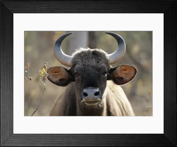Framed Print : India, Madhya Pradesh, Satpura National Park. An inquisitive gaur, or wild bison stares directly