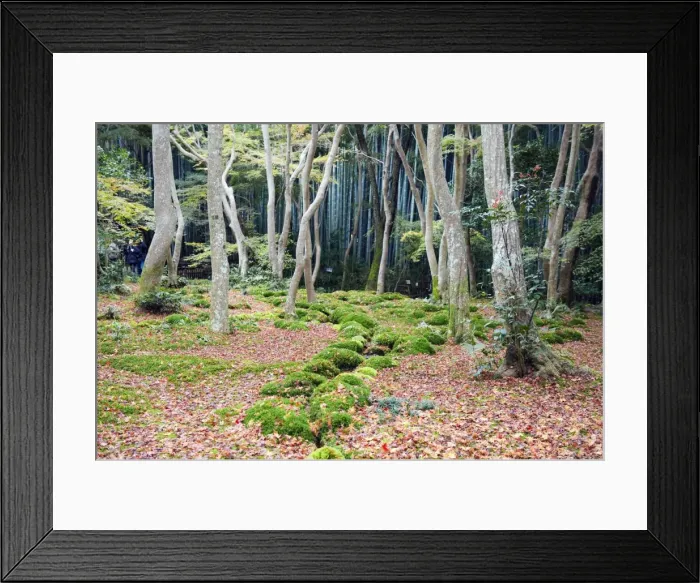 Framed Print : Asia, Japan. Kyoto, Sagano, Arashiyama, Gio ji, (Gioji) Temple, moss garden