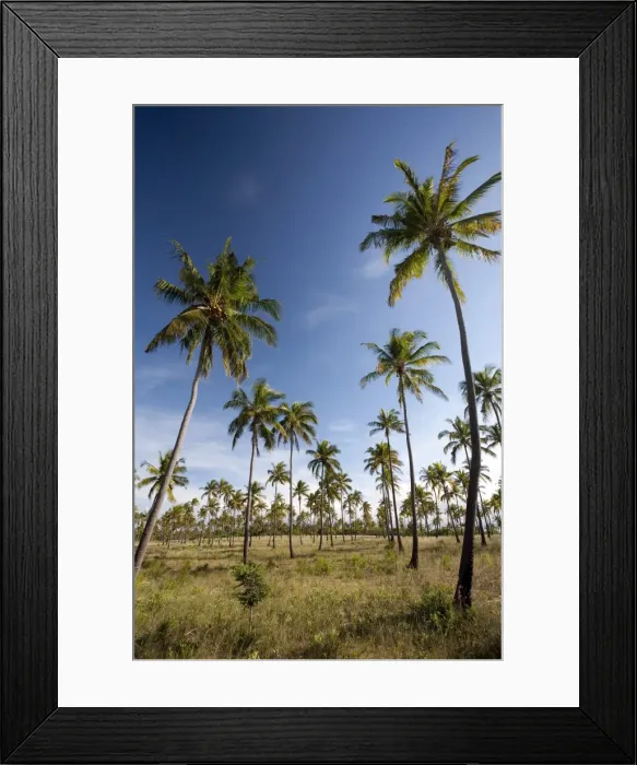 Framed Print : Mozambique, Tofo. Coconut plantations around Tofo Framed Print : Mozambique, Tofo. Coconut plantations around Tofo