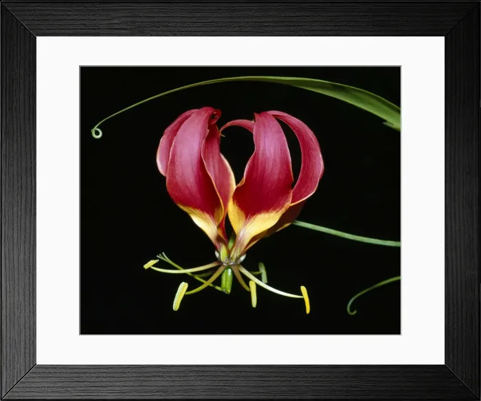 Framed Print : Kenya, Gloriosa superba, a spectacular flower earning the popular name of the Flame Lily