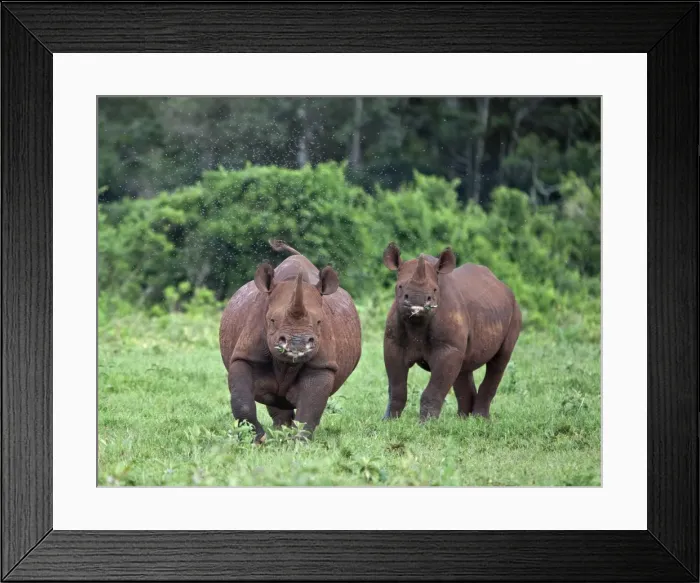 Framed Print : Kenya, A female black rhino with her well grown calf at her side prepares to charge in the Aberdare National Framed Print : Kenya, A female black rhino with her well grown calf at her side prepares to charge in the Aberdare National