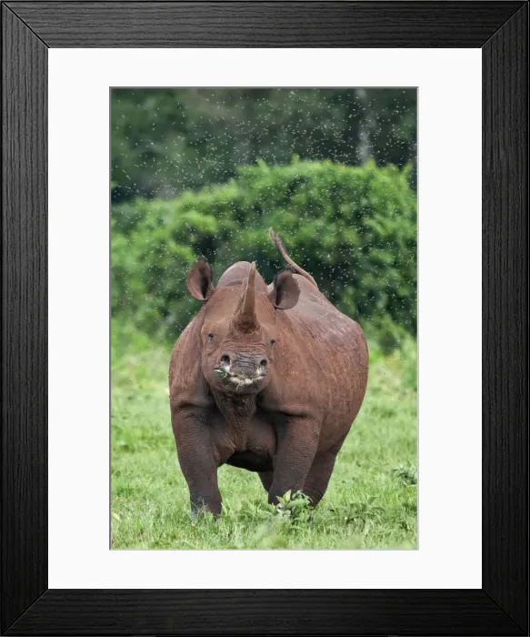 Framed Print : Kenya, A female black rhino surrounded by a swarm of flies in the Aberdare National Park