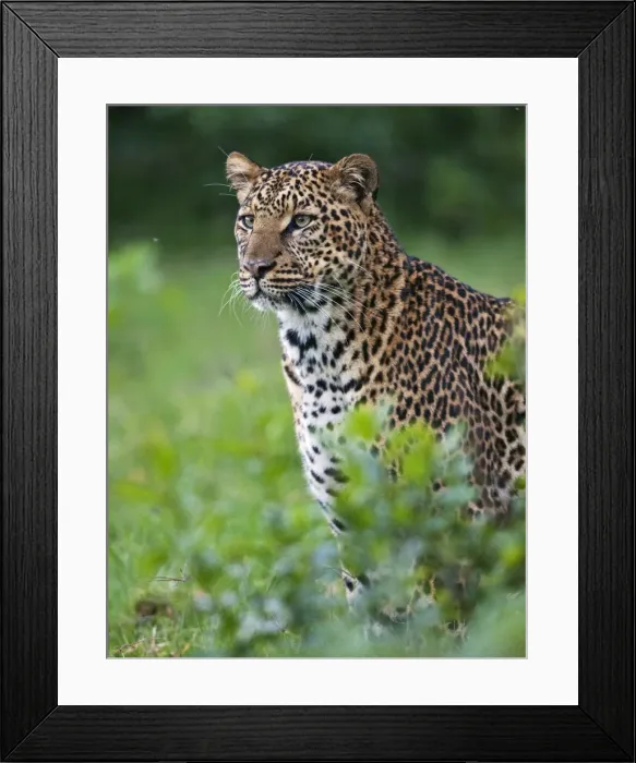 Framed Print : Kenya, A fine female leopard the Aberdare National Park Framed Print : Kenya, A fine female leopard the Aberdare National Park