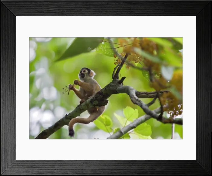 Framed Print : Peru. A Squirrel monkey feeds on flowers in the lush, tropical forest on the banks of the Madre de Dios Framed Print : Peru. A Squirrel monkey feeds on flowers in the lush, tropical forest on the banks of the Madre de Dios