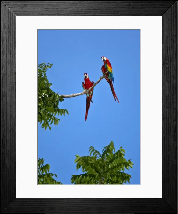 Framed Print : Peru. Colourful Scarlet macaws perch high above the canopy of the forest near the banks of the Madre de Framed Print : Peru. Colourful Scarlet macaws perch high above the canopy of the forest near the banks of the Madre de