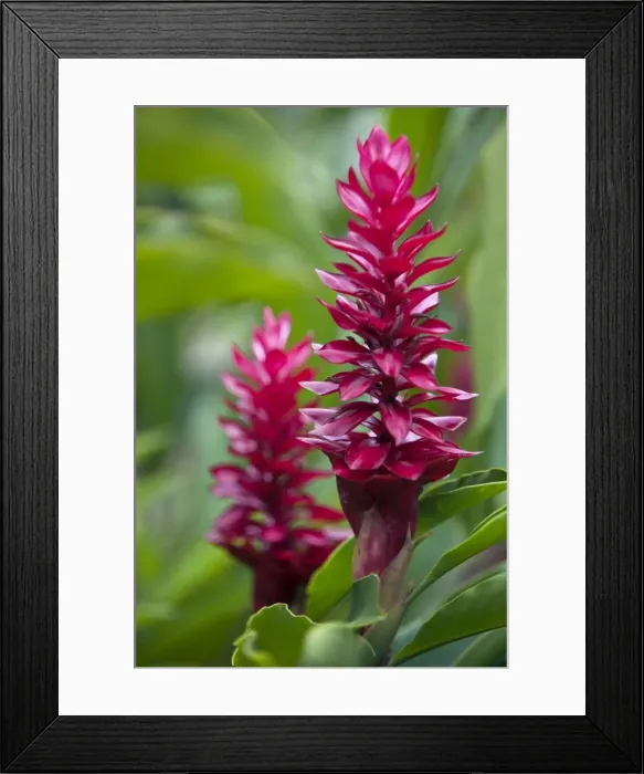 Framed Print : Peru. Colourful Red Ginger in the gardens of Inkaterra Reserva Amazonica Lodge on the banks of the Madre de Framed Print : Peru. Colourful Red Ginger in the gardens of Inkaterra Reserva Amazonica Lodge on the banks of the Madre de