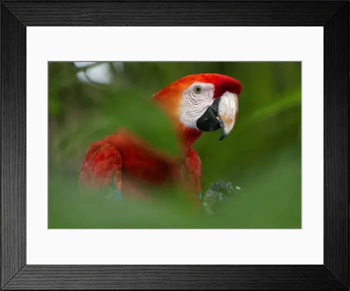 Framed Print : Peru. A brilliant Scarlet macaw in the tropical forest of the Amazon Basin