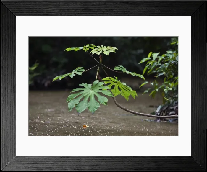 Framed Print : Peru. Lush vegetation overhanging the banks of the Madre de Dios River