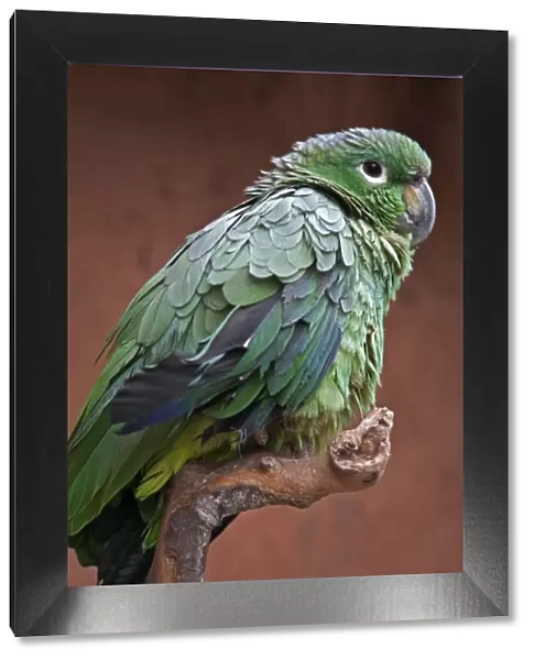 Peru. A green parrot of the genus Amazona