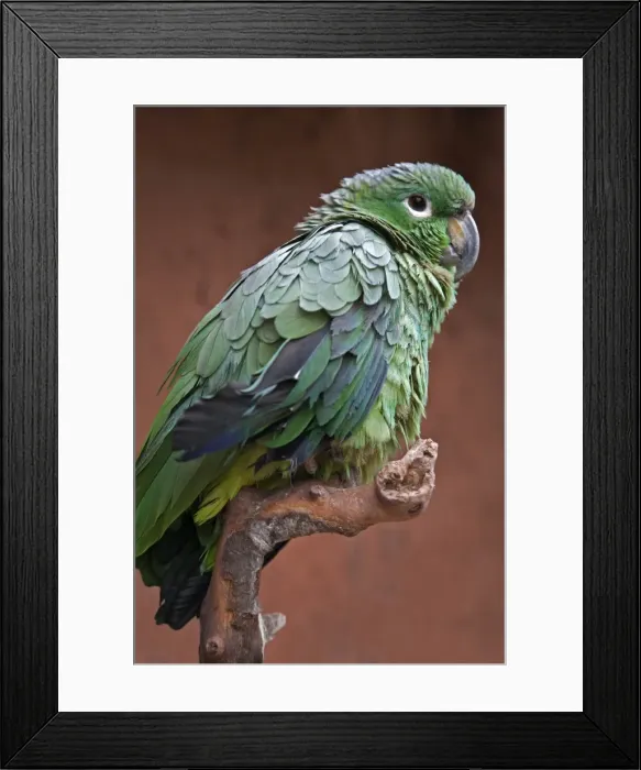 Framed Print : Peru. A green parrot of the genus Amazona Framed Print : Peru. A green parrot of the genus Amazona