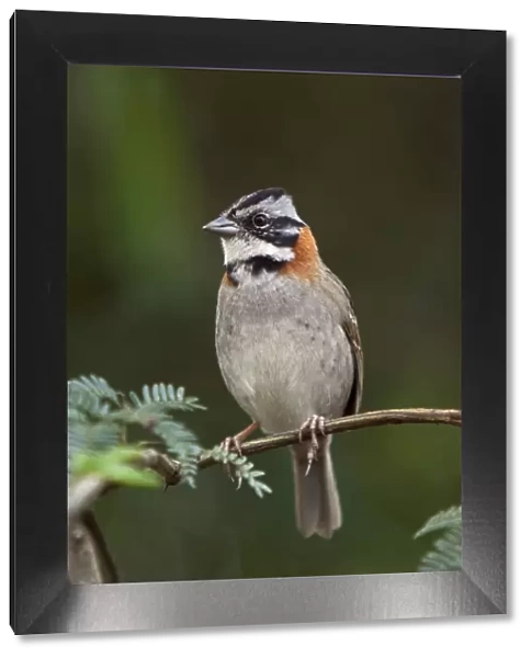 Peru, A rufous-collared sparrow. These birds are commonly seen around the world-famous Inca ruins at
