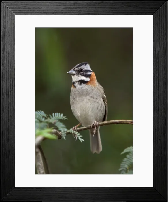 Framed Print : Peru, A rufous-collared sparrow. These birds are commonly seen around the world-famous Inca ruins Framed Print : Peru, A rufous-collared sparrow. These birds are commonly seen around the world-famous Inca ruins