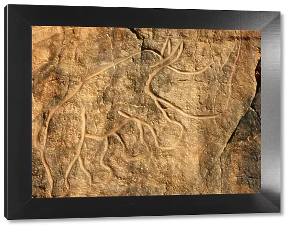 Libya, Fezzan, Messak Settafet. A petroglyph of a rhinoceros stands among the rocky outcrops of Wadi