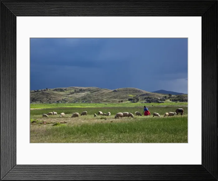 Framed Print : Peru, A woman looks after her sheep along the shores of Lake Titicaca as rain threatens Framed Print : Peru, A woman looks after her sheep along the shores of Lake Titicaca as rain threatens