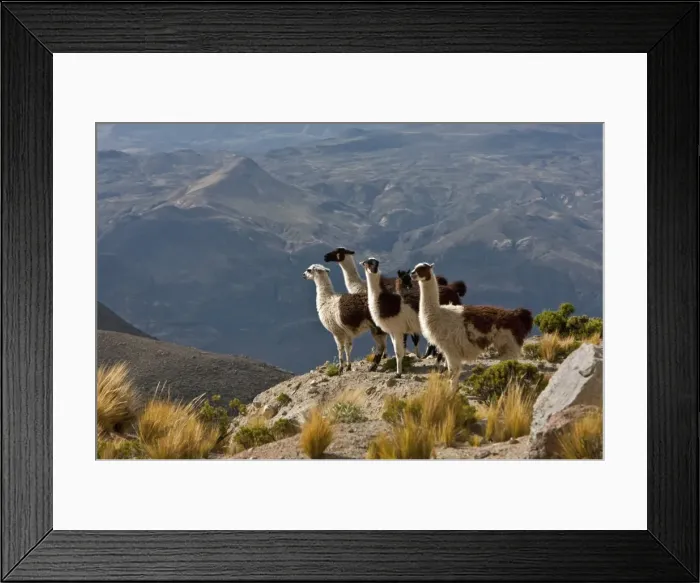 Framed Print : Peru, Llamas in the bleak altiplano of the high Andes near Colca Canyon