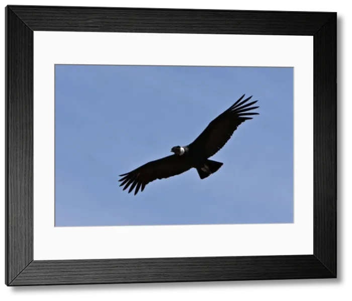 Framed Print : Peru, A magnificent Andean Condor above the Colca Canyon. At 3, 191 metres Framed Print : Peru, A magnificent Andean Condor above the Colca Canyon. At 3, 191 metres