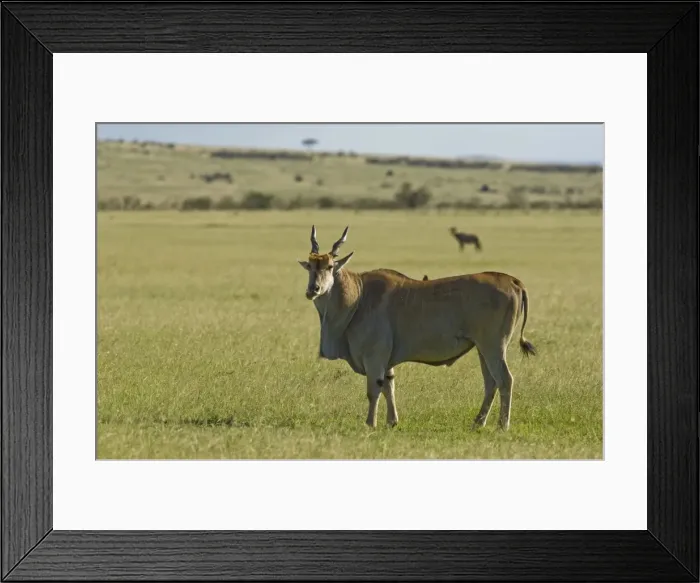 Framed Print : Kenya, Masai Mara. A Male eland, Africas largest antelope, out on the plains Framed Print : Kenya, Masai Mara. A Male eland, Africas largest antelope, out on the plains