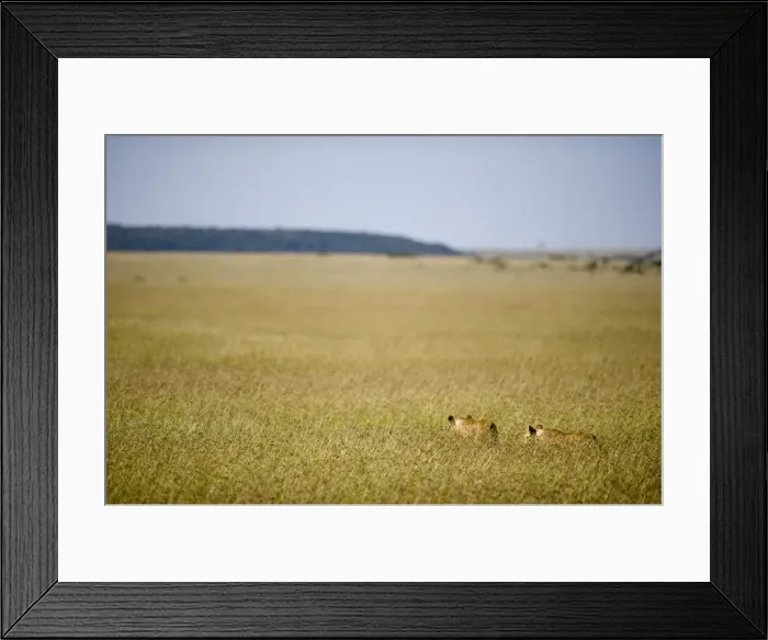 Framed Print : Kenya, Masai Mara. Two lionesses stalk through the long grass out on the plains Framed Print : Kenya, Masai Mara. Two lionesses stalk through the long grass out on the plains