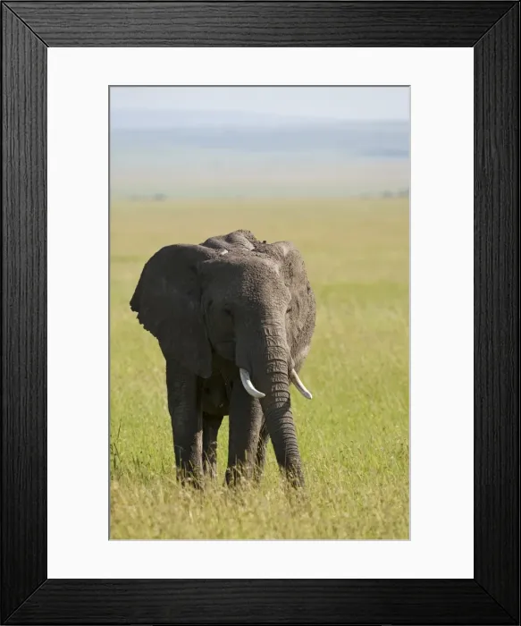 Framed Print : Kenya, Masai Mara. Elephant out on the plains Framed Print : Kenya, Masai Mara. Elephant out on the plains