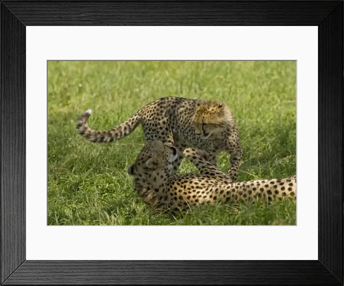 Framed Print : Kenya, Masai Mara. A female cheetah plays with her cub Framed Print : Kenya, Masai Mara. A female cheetah plays with her cub