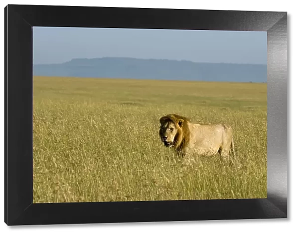Kenya, Masai Mara. A male lion stalks through the grass out on the plains