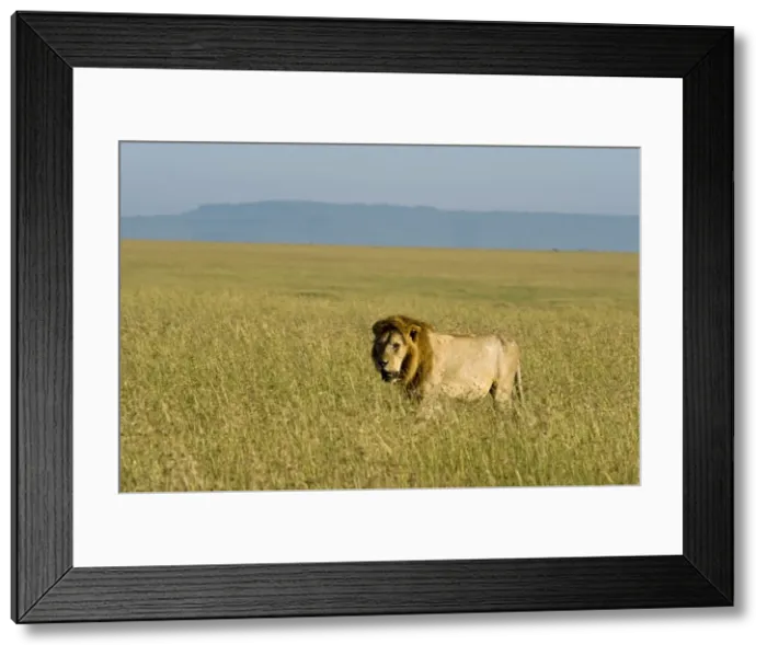 Framed Print : Kenya, Masai Mara. A male lion stalks through the grass out on the plains Framed Print : Kenya, Masai Mara. A male lion stalks through the grass out on the plains