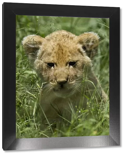 Kenya, Masai Mara. A lion cub in the grass of the savannah