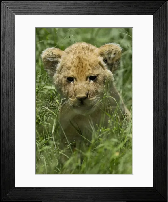 Framed Print : Kenya, Masai Mara. A lion cub in the grass of the savannah Framed Print : Kenya, Masai Mara. A lion cub in the grass of the savannah