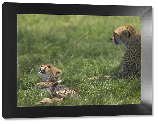Kenya, Masai Mara. A cheetah cub remains watchful even when lying in the shade