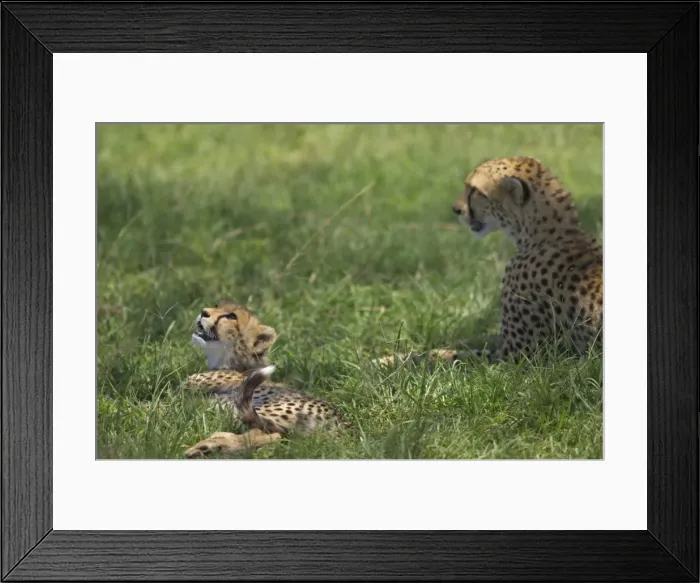Framed Print : Kenya, Masai Mara. A cheetah cub remains watchful even when lying in the shade Framed Print : Kenya, Masai Mara. A cheetah cub remains watchful even when lying in the shade