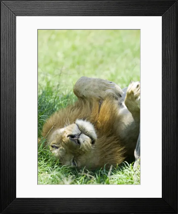 Framed Print : Kenya, Masai Mara. A Male lion rests in the shade at midday Framed Print : Kenya, Masai Mara. A Male lion rests in the shade at midday