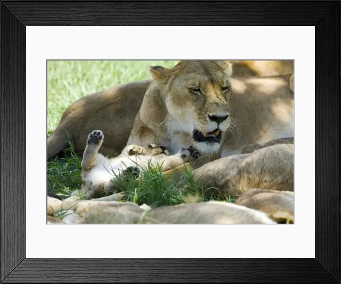 Framed Print : Kenya, Masai Mara. A lion cub paws its mothers face as she rests in the shade of a tree at midday Framed Print : Kenya, Masai Mara. A lion cub paws its mothers face as she rests in the shade of a tree at midday