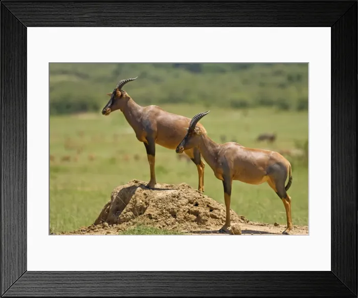 Framed Print : Kenya, Masai Mara. Topi stands up on a termite mound to watch over the savannah for predators Framed Print : Kenya, Masai Mara. Topi stands up on a termite mound to watch over the savannah for predators