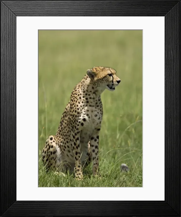 Framed Print : Kenya, Masai Mara. A cheetah watches over her plains Framed Print : Kenya, Masai Mara. A cheetah watches over her plains