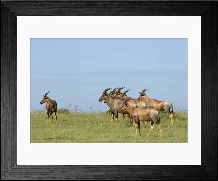 Framed Print : Kenya, Masai Mara. A herd of topi Framed Print : Kenya, Masai Mara. A herd of topi