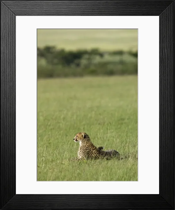 Framed Print : Kenya, Masai Mara. A cheetah looks out over the plains Framed Print : Kenya, Masai Mara. A cheetah looks out over the plains